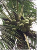 Phát triển các sản phẩm từ dừa Sáp: Đáp ứng nhu cầu ngày càng cao của thị trường